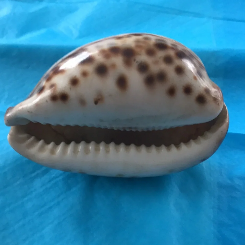 Seashell Art - Picture 3 of 4